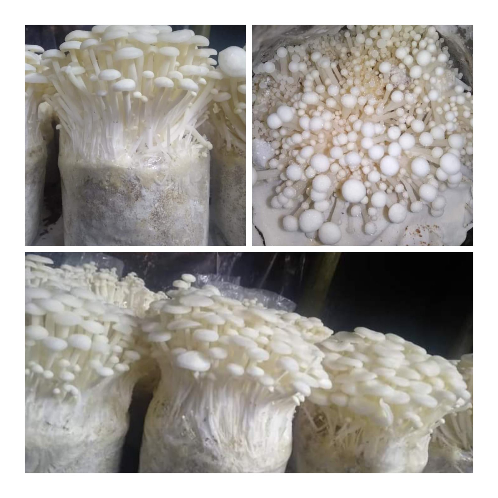 Others Mushroom Seeds