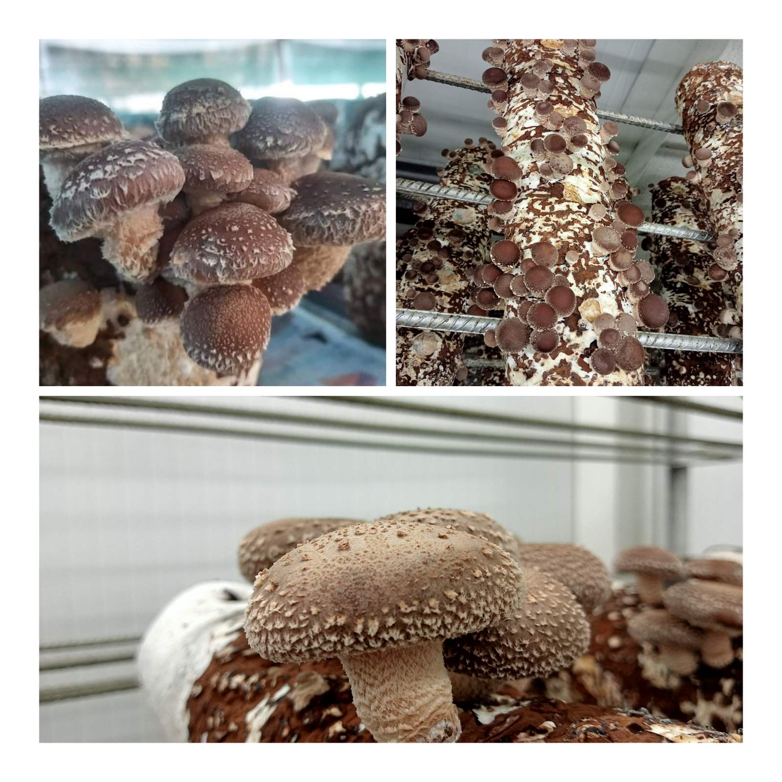 Shitake Mushroom Seeds